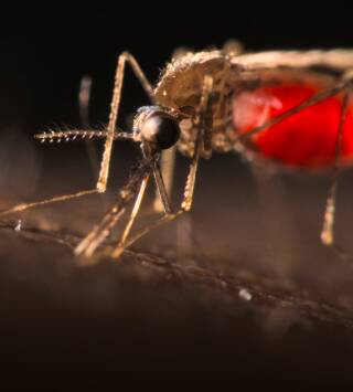 La batalla contra la malaria