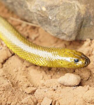 Las serpientes más letales del mundo 