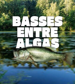 Basses entre algas