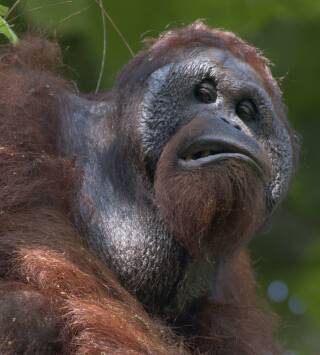Borneo: El edén ancestral de la Tierra