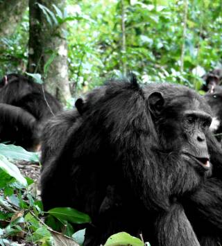 Wild Congo: Río de monstruos