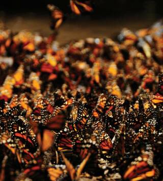 Migraciones salvajes: El asombroso viaje de las monarcas