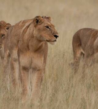 Leones: caza por la supervivencia