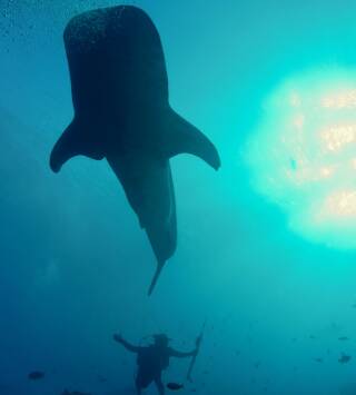 Galápagos: el reino de los tiburones gigantes