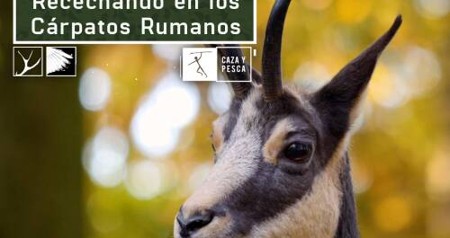 Recechando en los Cárpatos rumanos
