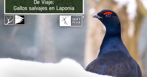 De viaje: Gallos salvajes en Laponia