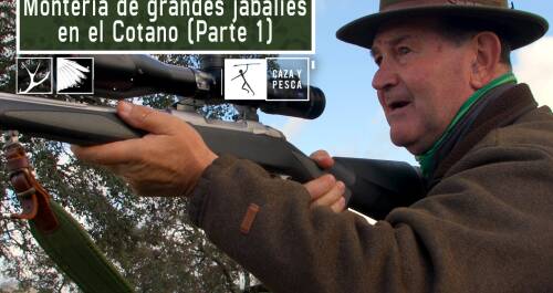 Montería de grandes jabalíes en el Cotano. 1ª parte