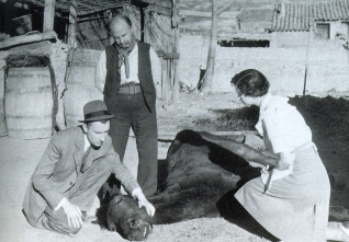 Imagen de El último caballo - 3
