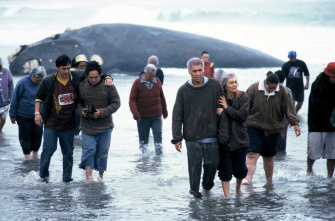 Imagen de Whale Rider - 14