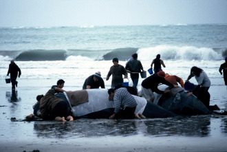 Imagen de Whale Rider - 4