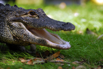 Imagen de Los animales más peligrosos del mundo  - 7