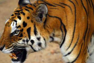 Imagen de Los animales más peligrosos del mundo  - 8