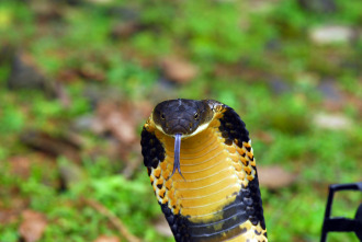 Imagen de Los animales más peligrosos del mundo  - 9