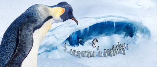 Imagen de Happy Feet. Rompiendo el hielo - 7