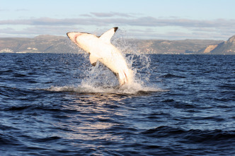 Imagen de Planeta carnívoro  - 8