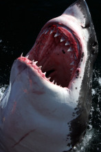 Imagen de Planeta carnívoro  - 12