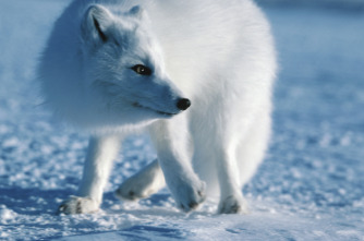 Imagen de Planeta carnívoro  - 13