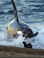 Imagen de Vida animal: Escuela de orcas asesinas - 1