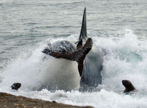 Imagen de Vida animal: Escuela de orcas asesinas - 9