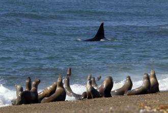 Imagen de Vida animal: Escuela de orcas asesinas - 11