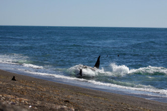 Imagen de Vida animal: Escuela de orcas asesinas - 14