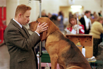 Imagen de Very Important perros - 3