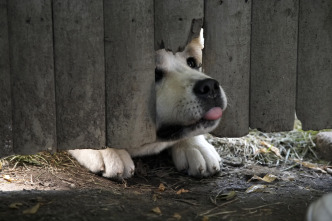 Imagen de Siempre a tu lado (Hachiko) - 8