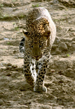 Imagen de Depredadores nocturnos: Leopardos - 1