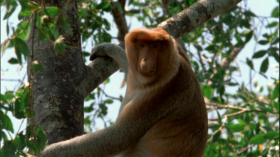 Imagen de Los animales más raros...: Los más raros de la tierra - 1