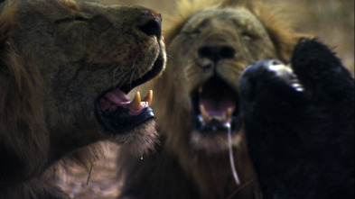 Imagen de Leones: zona de guerra - 1