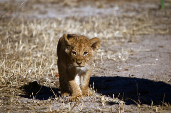 Imagen de Leones: zona de guerra - 2
