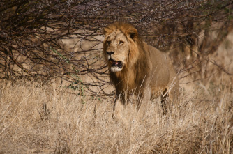 Imagen de Leones: zona de guerra - 3