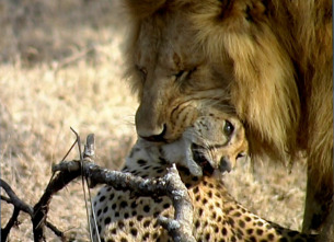 Guerras felinas: leones contra guepardos