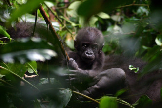 Imagen de Gorila misterioso - 3