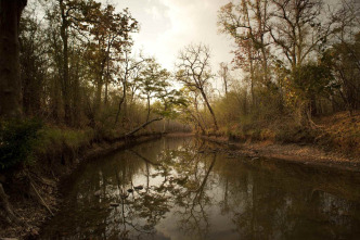 Imagen de Los secretos de la...: La selva del tigre - 2