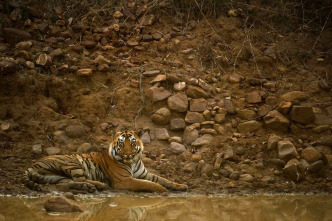 Imagen de Los secretos de la...: La selva del tigre - 3