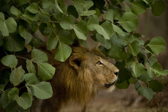 Imagen de Los secretos de la...: Leones del desierto - 1