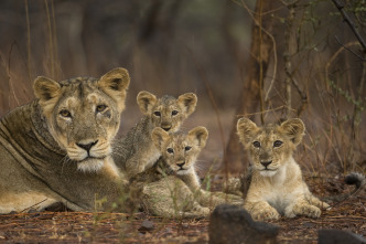 Imagen de Los secretos de la...: Leones del desierto - 2