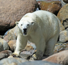 Imagen de Depredadores alfa  - 1