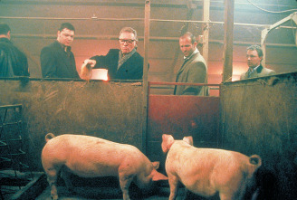 Imagen de Snatch, cerdos y diamantes - 11