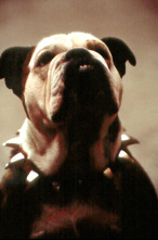 Imagen de Little Nicky - 9