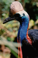 Imagen de Top 10 animal  - 3