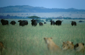 Imagen de Top 10 animal  - 4