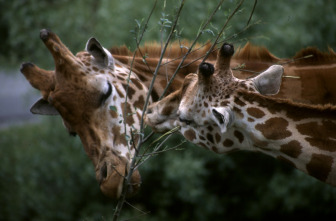 Imagen de Top 10 animal  - 6