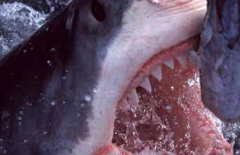 Imagen de Top 10 animal  - 8