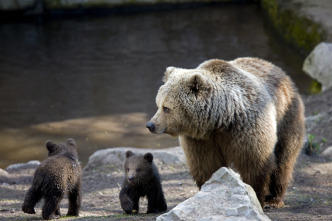 Imagen de Concebido para matar: El oso grizzly - 1