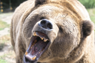 Imagen de Concebido para matar: El oso grizzly - 2