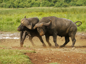 El club de la lucha animal 