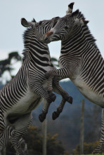 El club de la lucha animal 