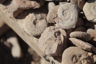 Imagen de Más grande que el T. Rex - 7